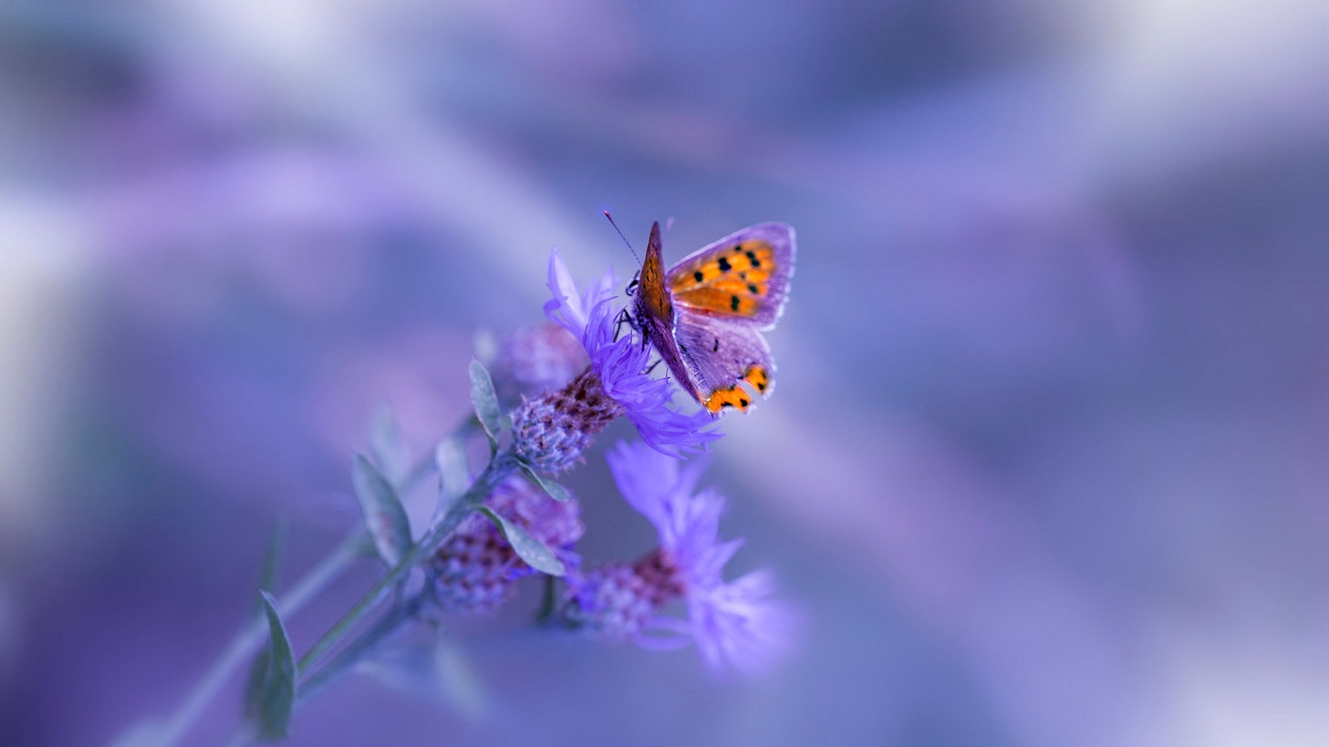 双城记，哈兰德的关键时刻与巴黎的战术绞杀