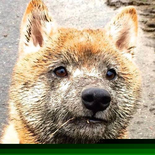 约基奇在NBA焦点战封神,篮网在CBA赛场击溃广厦