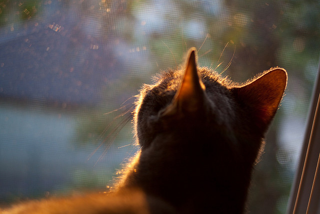 红蓝铁蹄踏平非洲,巴萨世俱杯决赛的史诗级统治