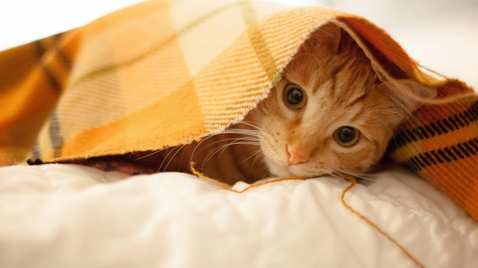 雷火电竞网址-封锁与解放，当瓜迪奥拉的矩阵遇见三笘薰的闪电