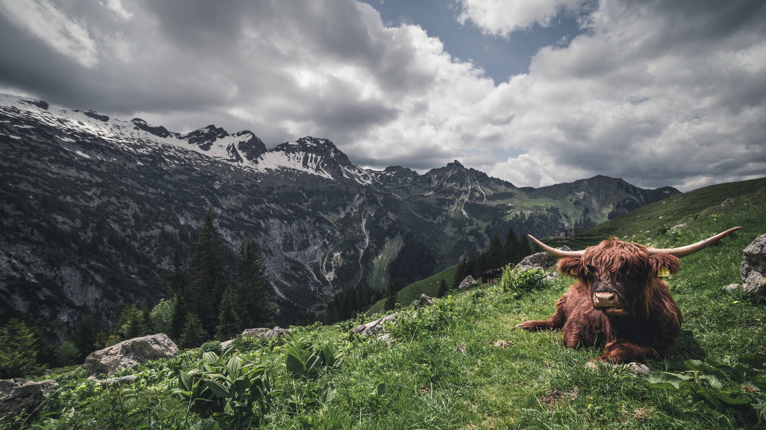 多重维度下的唯一性，奥运周期关键战中，灰熊压哨绝杀步行者的多重意义