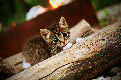 雷火电竞官网-烽火拉各斯，阿坎吉铁闸咆哮，非洲雄鹰鏖战厄瓜多尔酋长